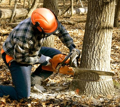 Tree Removal in Billings, OK